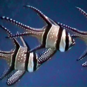 Banggai Cardinalfish