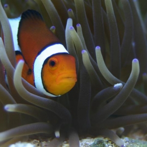 Clown and Anemone