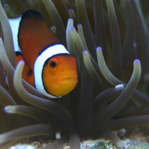 Anemone