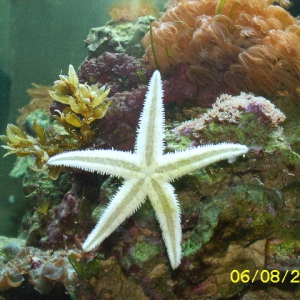 starfish