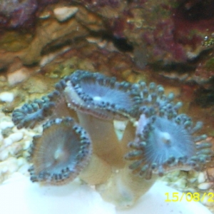 true blue zoa