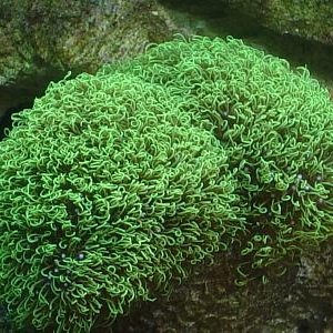 GREEN_STAR_POLYPS