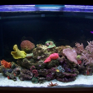 tank_shot