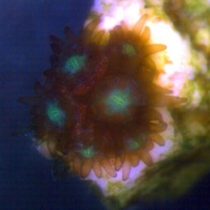 Porites asteroides(just weeks settled through scope)