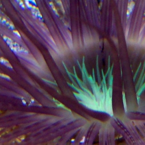 tube anemone