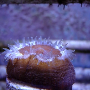 Scolymia cubensis(red morph)