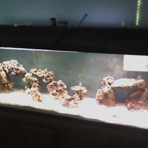 My Tank After Decorations Removed