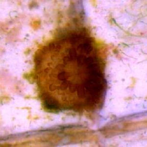 Acropora palmata (through scope)