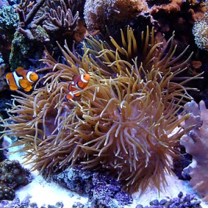 Bubble Tip Anemones