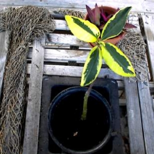 (variegated) Rhizophora mangle