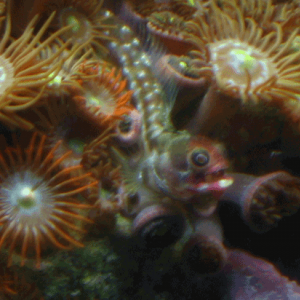 Barnacle Blenny