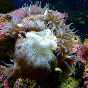 rock anemone