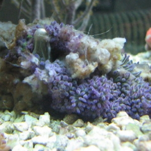 Sick Anemone