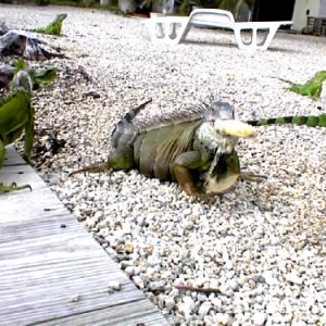 Butros eating a banana(my back yard)