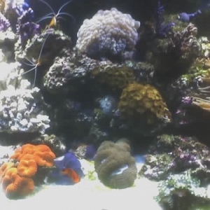 Reef-2