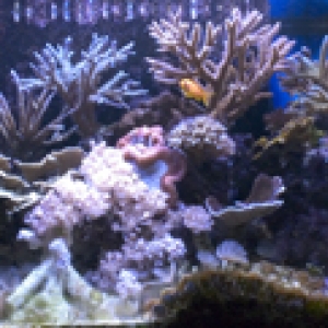 Nicholas 125 reef tank