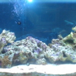 Again, new aquascape.