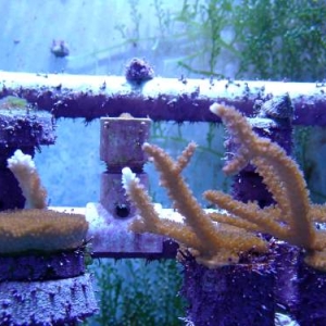 Acropora palmata (left)..cervicornis(right)