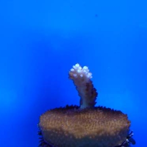 Acropora palmata