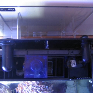 Refugium/Skimmer setup