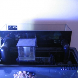 Refugium/Skimmer setup