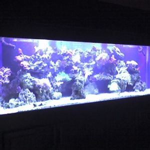 125 Custom Reef Tank