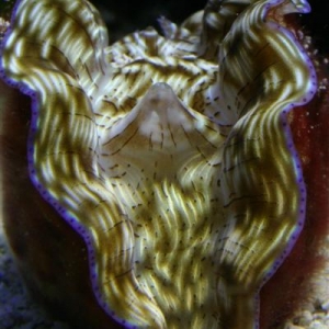 Clam