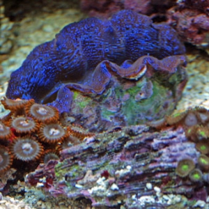 clam, Dec contest