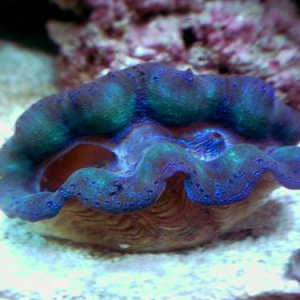 clam11