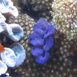maxima clam