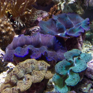 clam group
