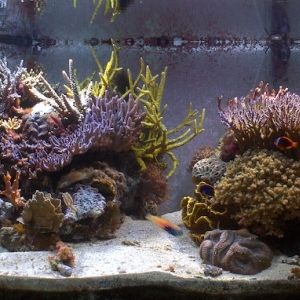 My 212 gallon tank dec 06