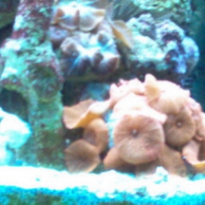 Coral Photo