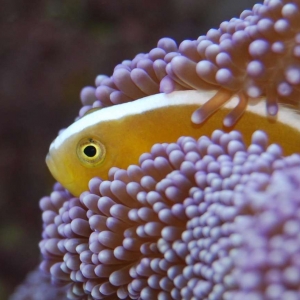 Skunk clownfish hiding