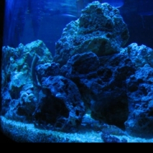 Side shot atinics on no flash