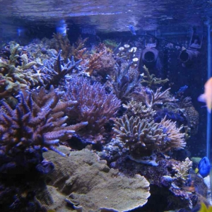 jaxreef sps tank