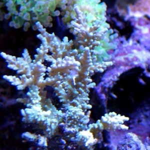 Acropora sp. possible tenuis