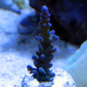 Acropora tortuosa frag