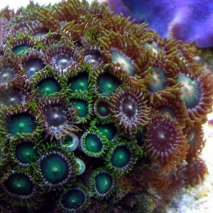 GreenZoas