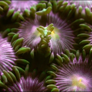 Zoanthids