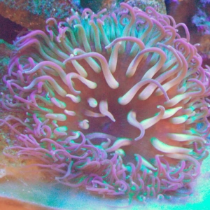 Anenome 12 18 06