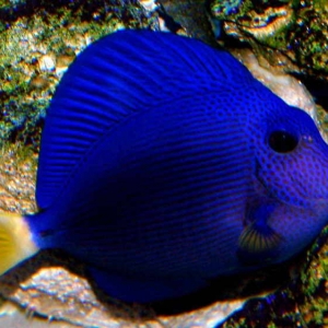 Tony the Purple Tang