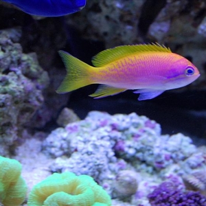 New Anthias... Need ID?