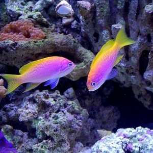 New Anthias 2... Need ID?