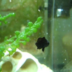 Juv.Atlantic spadefish(Cheatodipterus faber)