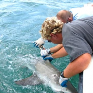 Corallimorph(at work)Tagging Bullshark