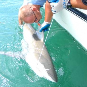 Corallimorph kissing the same Bullshark goodbye