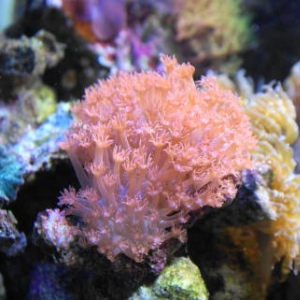 pink gonipora - one of my favorites in our 125 reef