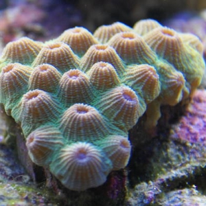 green and purple diploastrea frag from our 125 reef