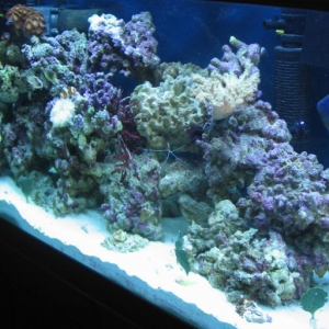 Left_side_of_125g_reef